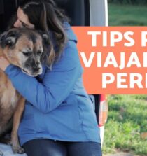 Descubre los mejores consejos para viajar con mascotas y garantizar su comodidad en cada aventura